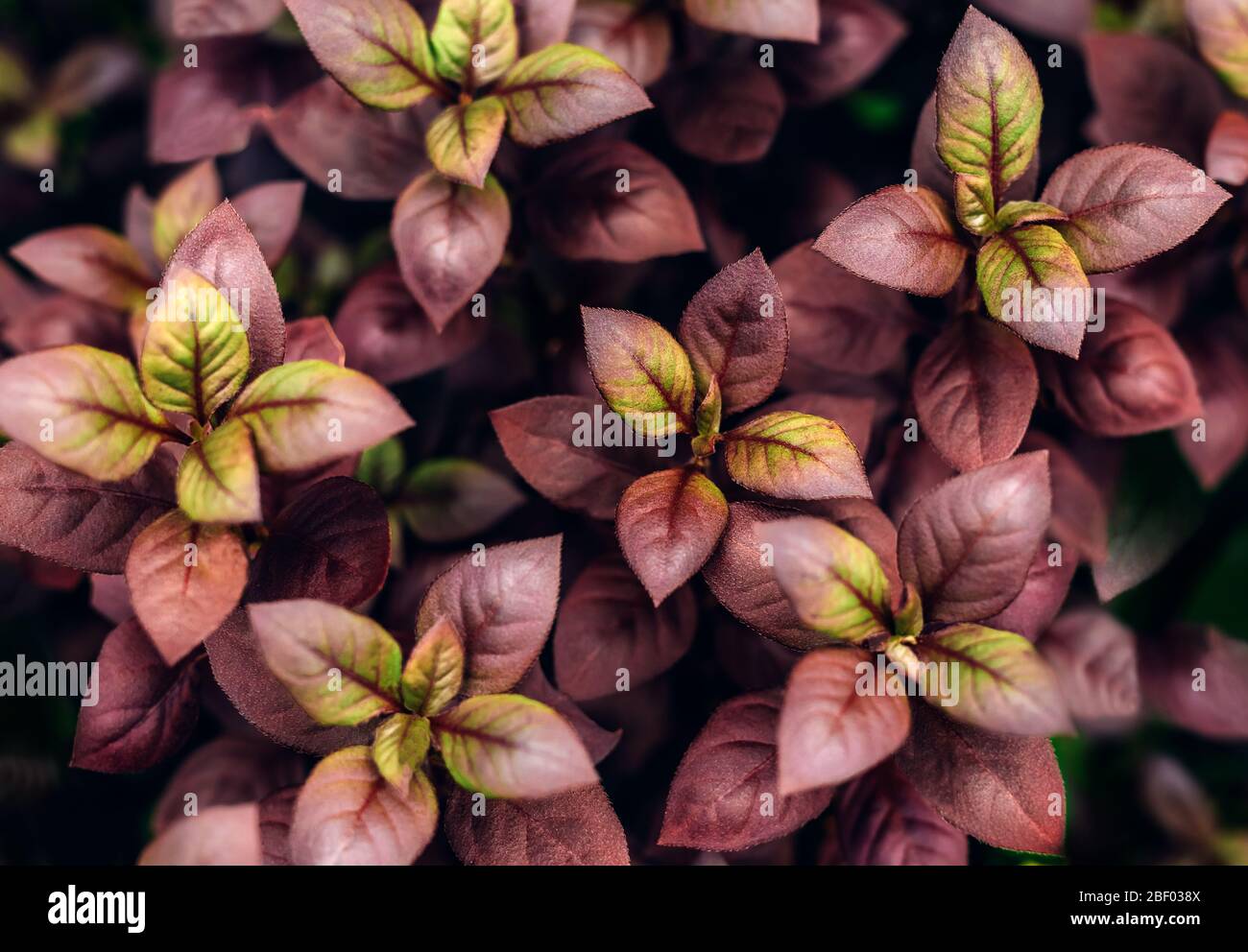 Creativo e moody colore viola e verde fogliame naturale floreale foglia texture sfondo. Foto Stock