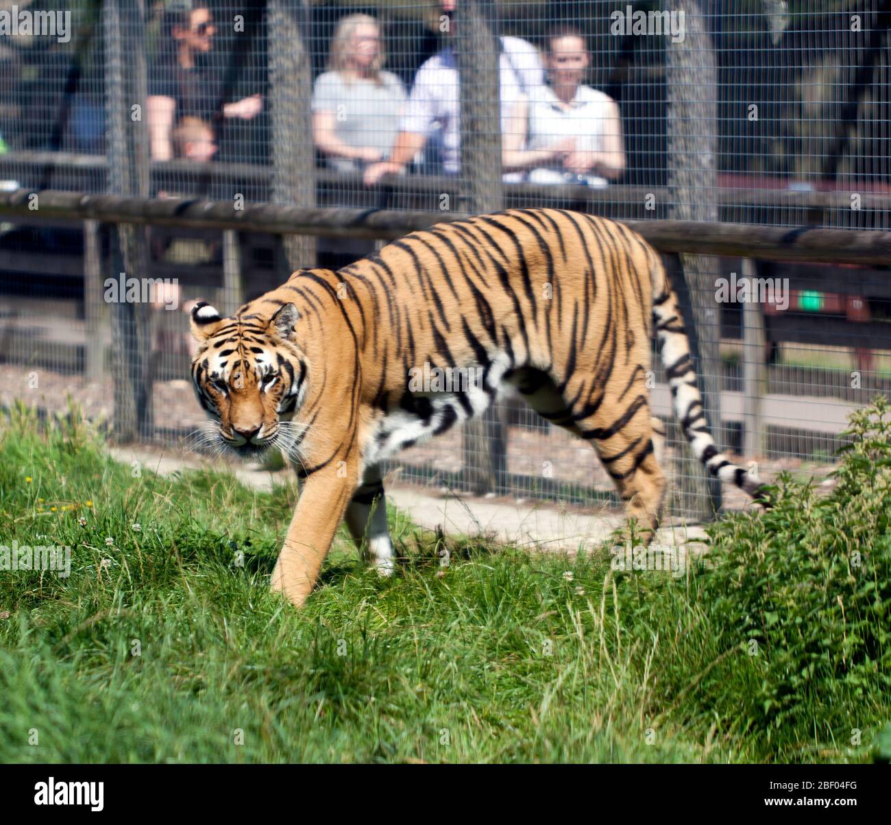 Vista laterale di una tigre al Wingham Wildlife Park, Kent Foto Stock