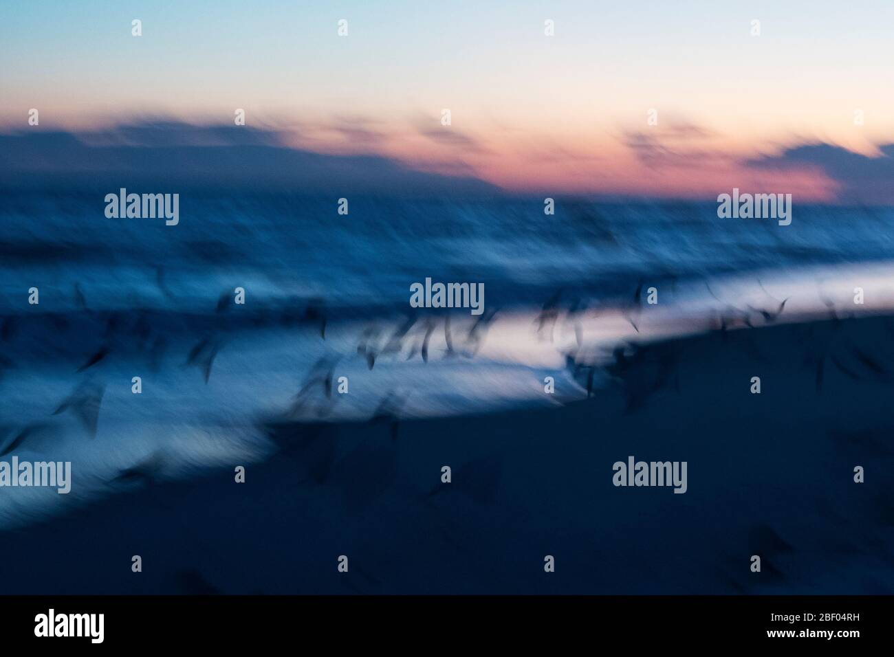 Moody intenzionale sfocatura del volo di shorebird al crepuscolo Foto Stock