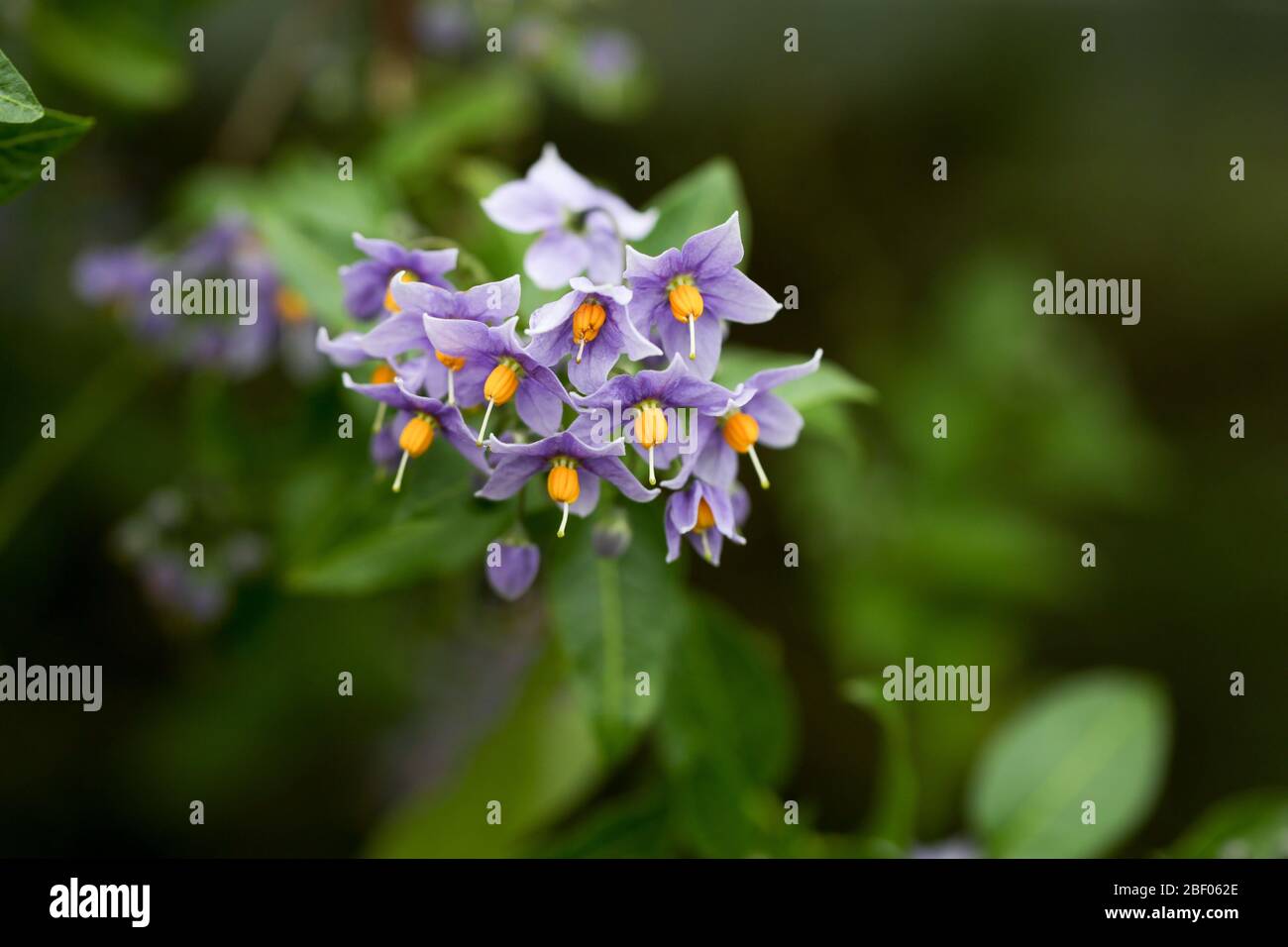 Solanum crispo Glassnevin Potato Tree è stato isolato da un soffice sfondo di foglie sfocate Foto Stock