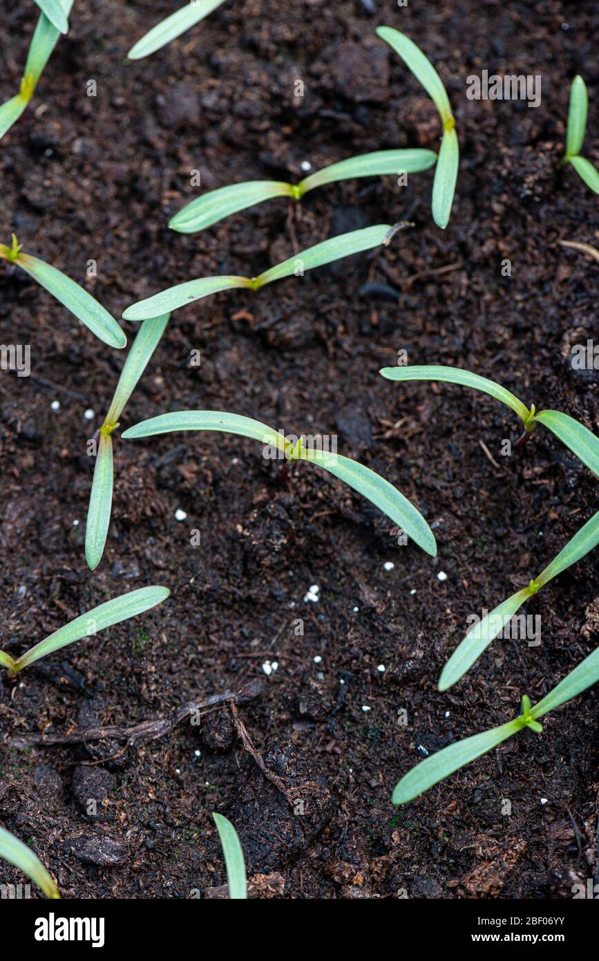 COSMOS bipinnatus conchiglie marine piantine miste coltivate in una vaschetta di semina in serra Foto Stock