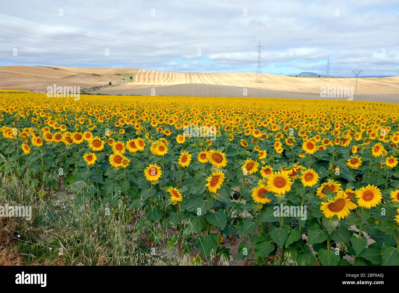 Un grande campo di girasole Foto Stock