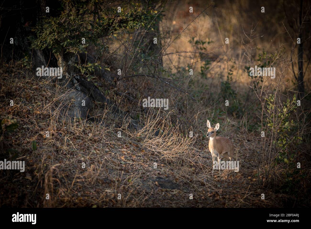 Steenbok antilope, Raphicerus campestris, visto durante il safari nel Parco Nazionale di Hwange, Matabeleland Nord, Zimbabwe Foto Stock