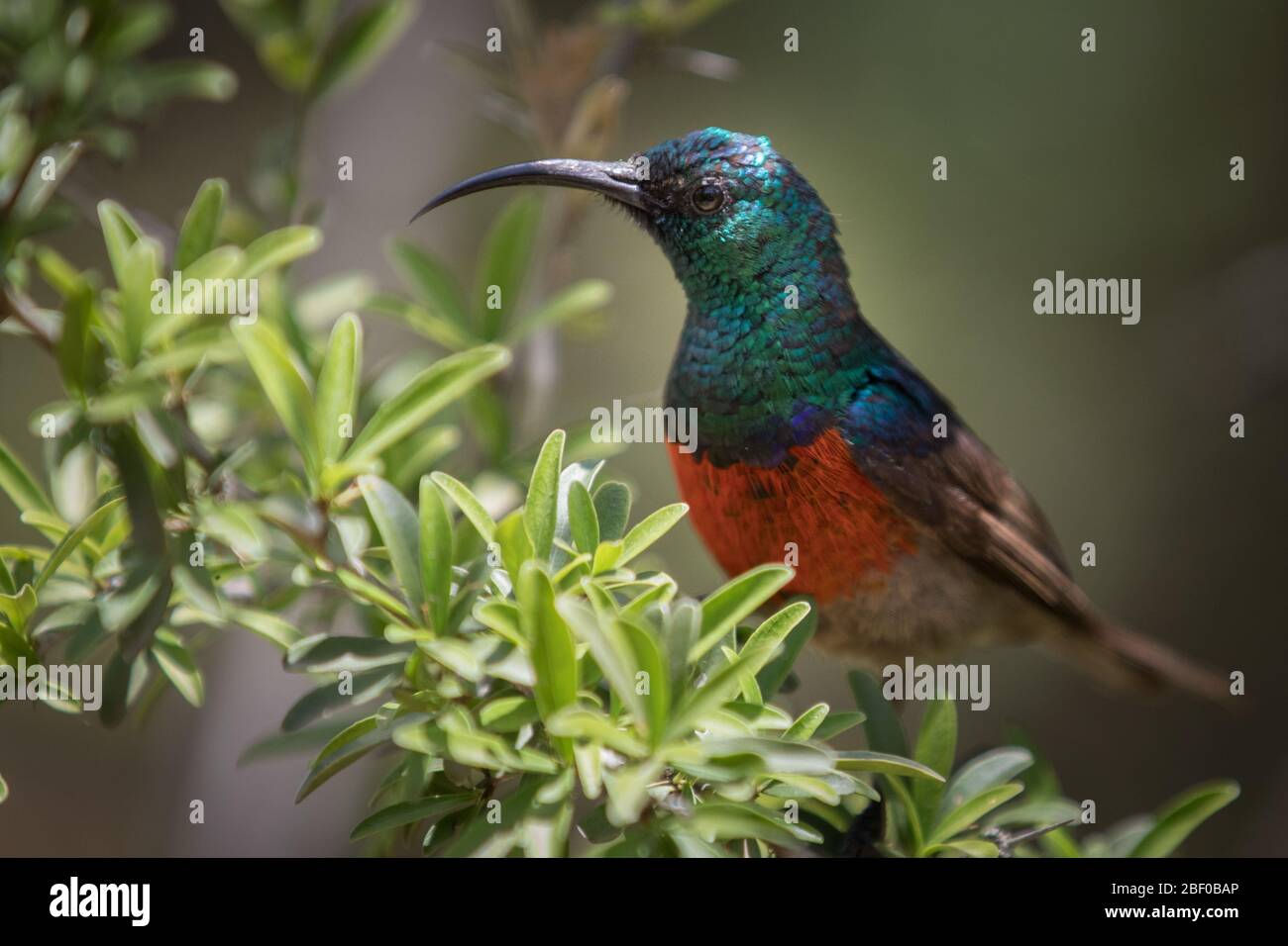 Primo piano ritratto di uccello endemico sudafricano, maggiore uccello rosso-doppio, Cinnyris più lontano, Addo Elephant National Park, Sudafrica Foto Stock