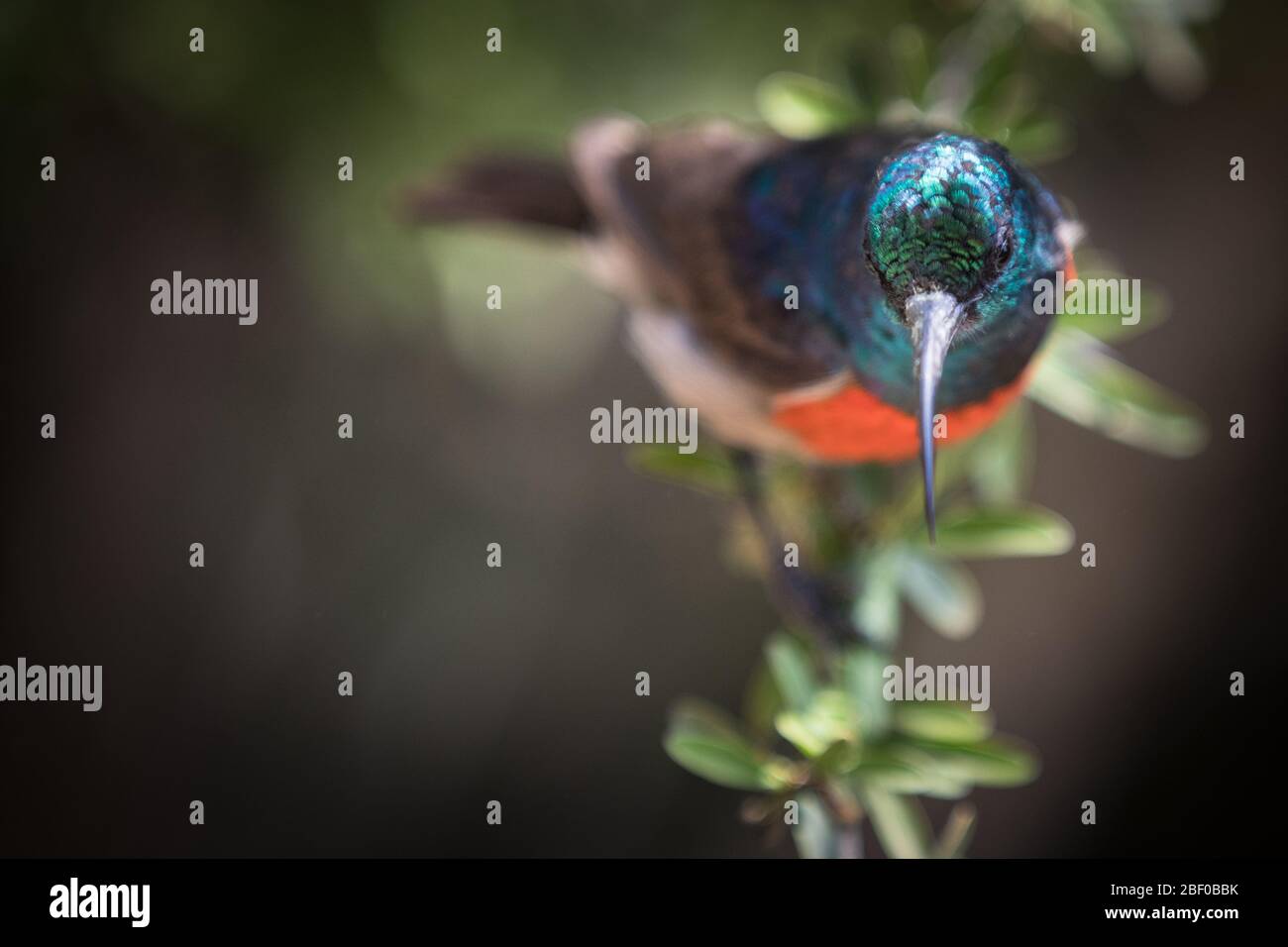 Primo piano ritratto di uccello endemico sudafricano, maggiore uccello rosso-doppio, Cinnyris più lontano, Addo Elephant National Park, Sudafrica Foto Stock