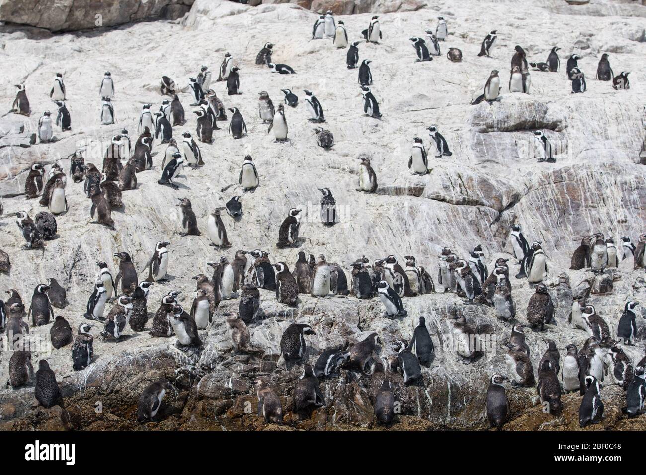 Isola di Saint Croix nella baia di Algoa, Baia di Nelson Mandela, Port Elizabeth, Sudafrica, sostiene la più grande colonia di allevamento di pinguino africano in via di estinzione Foto Stock