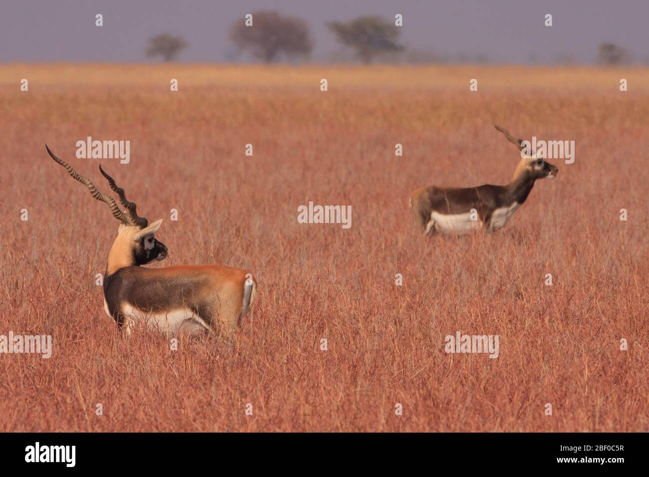 Due bucks al pascolo nella prateria del Parco Nazionale di Velavadar (Gujarat, India) Foto Stock