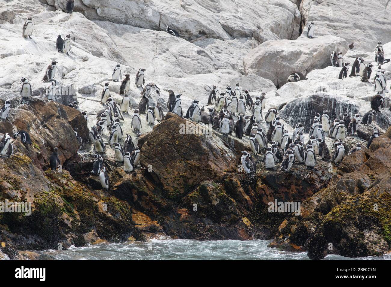 Isola di Saint Croix nella baia di Algoa, Baia di Nelson Mandela, Port Elizabeth, Sudafrica, sostiene la più grande colonia di allevamento di pinguino africano in via di estinzione Foto Stock