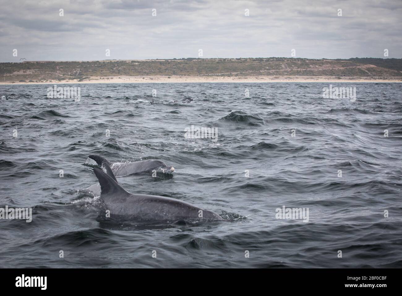 Un pod di delfini tursiops indoPacifico, Tursiops Aduncus, nuota attraverso le acque dell'Oceano Indiano di Algoa Bay, Nelson Mandela Bay, Port Elizabeth, SA Foto Stock