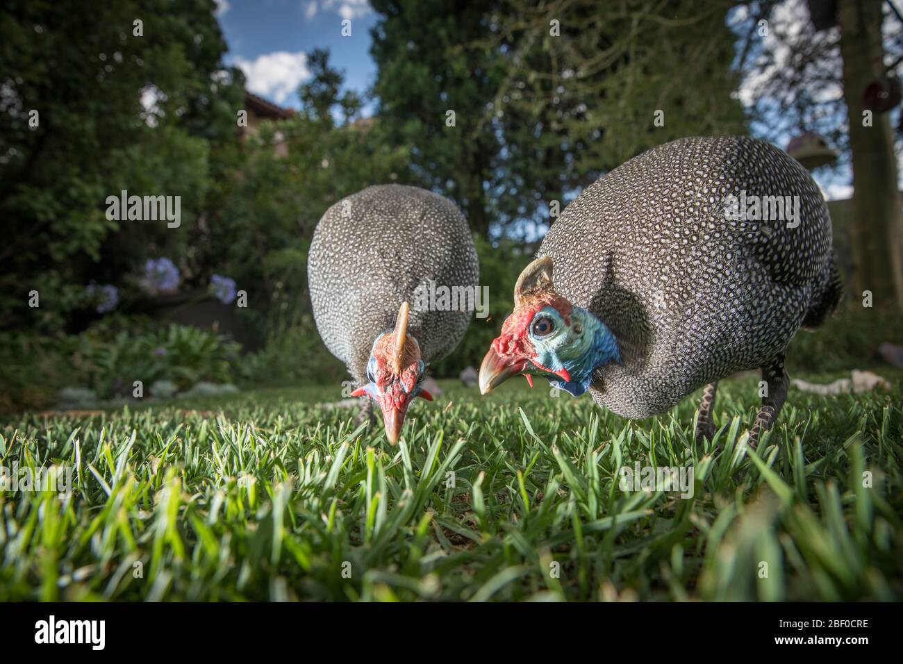 Vista a basso angolo di Helmeted guineafowl, Numida meleagris, esplorando il prato giardino della modida di una casa a Honeydew, Johannesburg, Gauteng, Sud Africa. Foto Stock