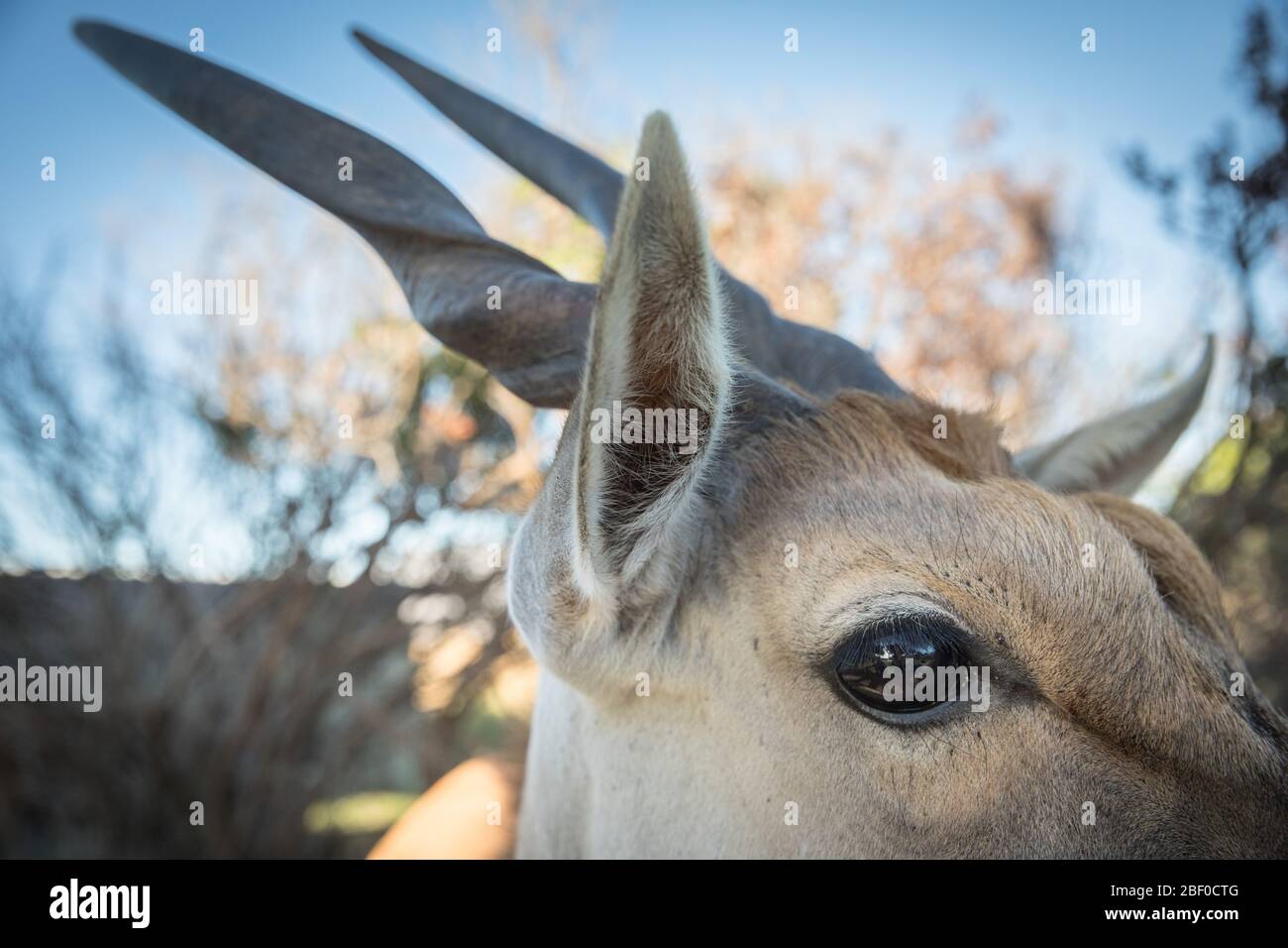 Primo piano di un antilope comune Eland, Taurotragus oryx, parte di un progetto di restauro ecologico per il ripristino dei fynbos alla Riserva Naturale Rondevlei, SA. Foto Stock