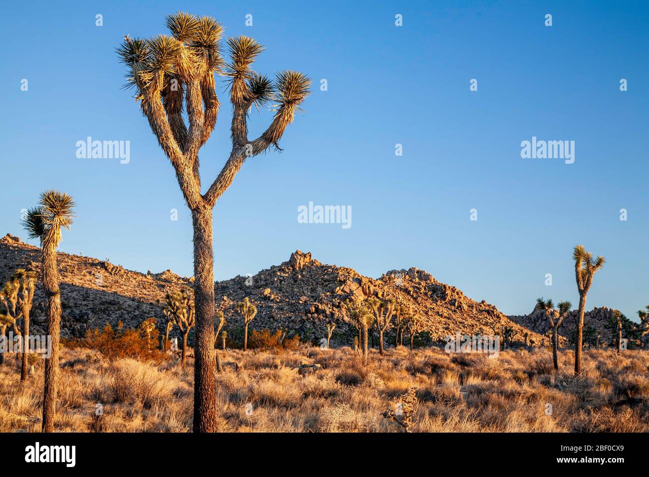Joshua Trees (Yucca brevifolia) e colline, Joshua Tree National Park, California USA Foto Stock