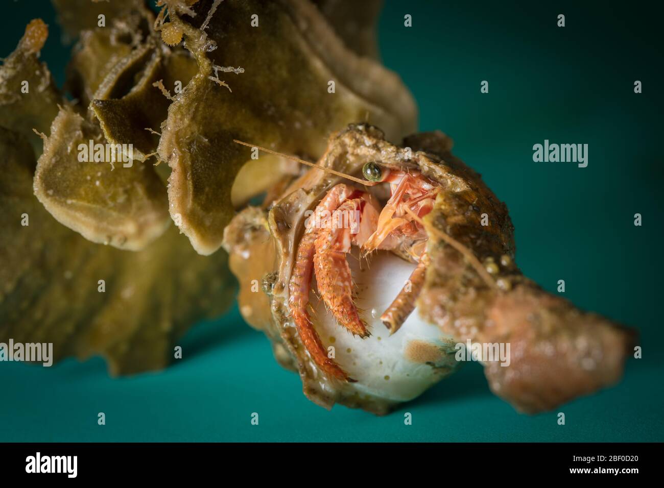 La maggior parte dei granchi di eremita abitano un guscio di molluschi scavenged, come questi esemplari raccolti dagli scienziati che conducono il campionamento bentico dell'Oceano Indiano Foto Stock