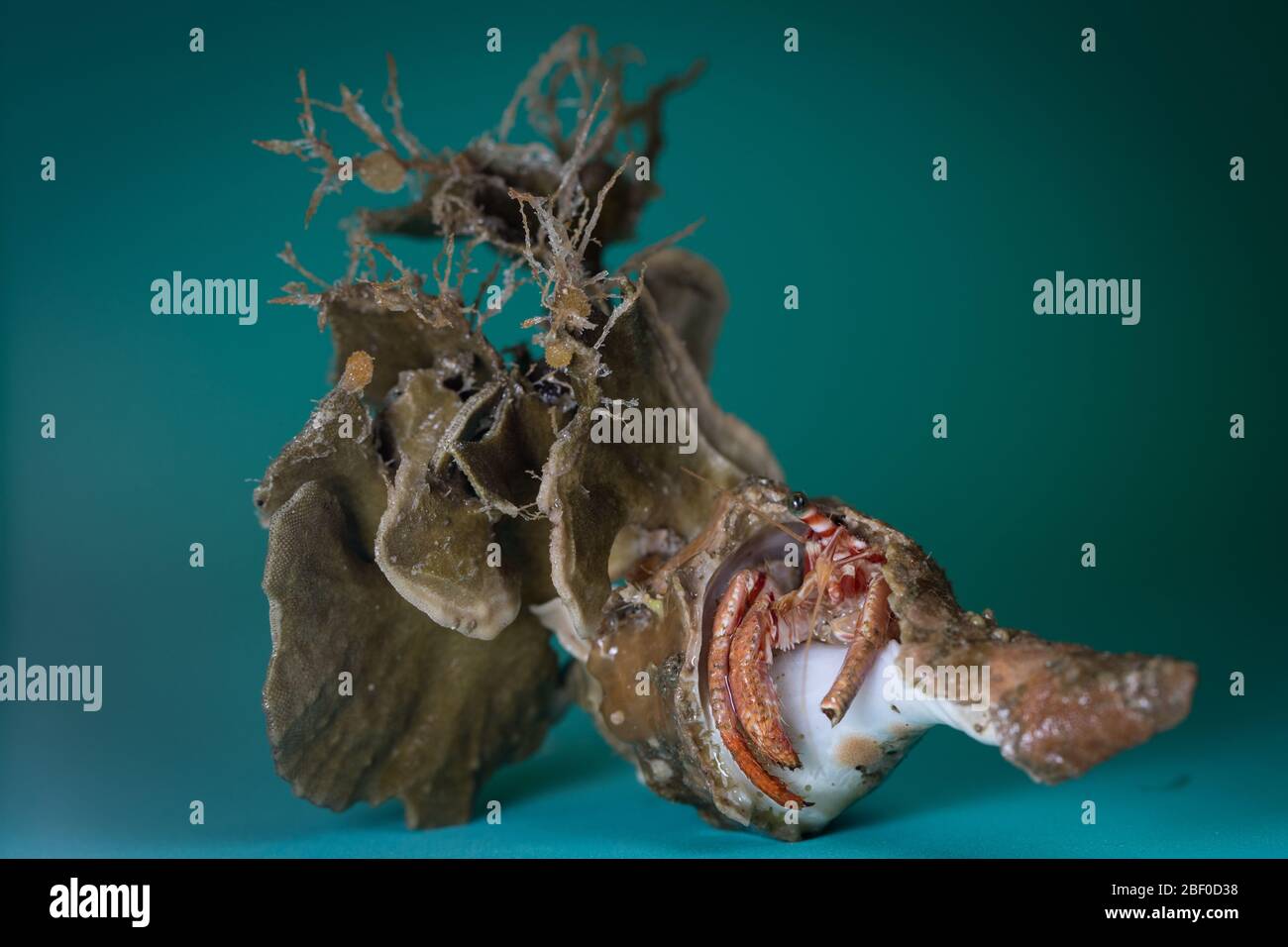 La maggior parte dei granchi di eremita abitano un guscio di molluschi scavenged, come questi esemplari raccolti dagli scienziati che conducono il campionamento bentico dell'Oceano Indiano Foto Stock