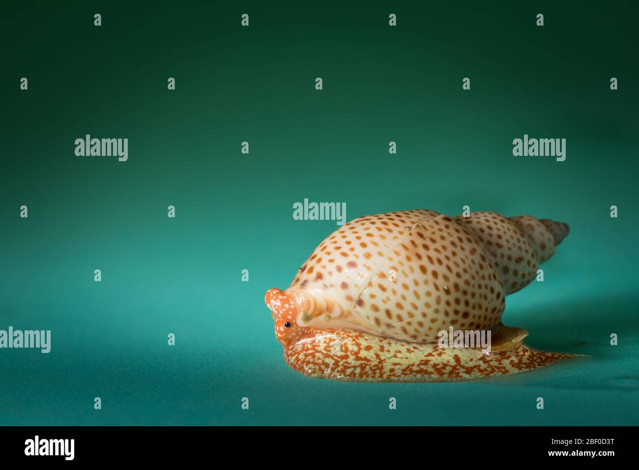 Le lumache di mare sono molluschi gasteropodi; questo esemplare macchiato di Babilonia, Zemiropsis papillaris è stato raccolto dagli scienziati che conducono il campionamento bentico Foto Stock