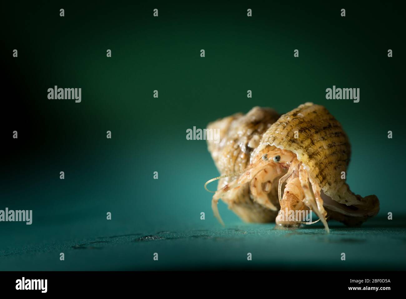 La maggior parte dei granchi di eremita abitano un guscio di molluschi scavenged, come questi esemplari raccolti dagli scienziati che conducono il campionamento bentico dell'Oceano Indiano Foto Stock