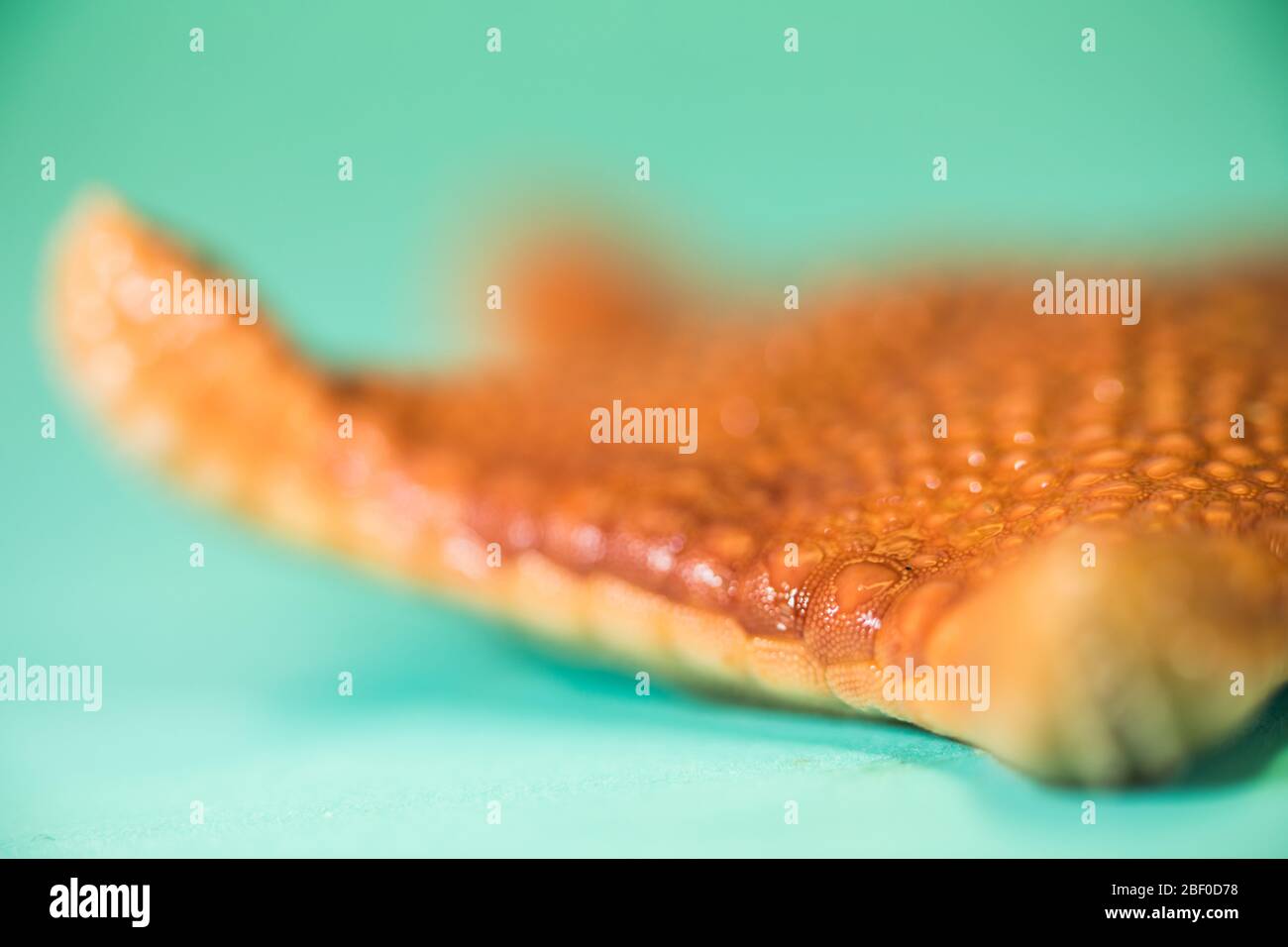 Questo campione di stelle marine di sceriffo rosso, Toraster tubercolatus, è stato raccolto dagli scienziati che hanno condotto il campionamento bentico dell'Oceano Indiano Foto Stock