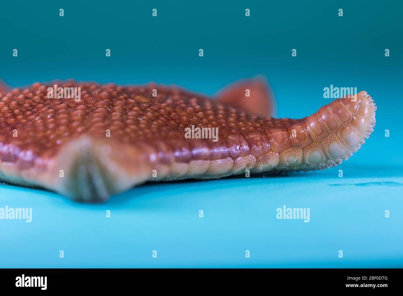 Questo campione di stelle marine di sceriffo rosso, Toraster tubercolatus, è stato raccolto dagli scienziati che hanno condotto il campionamento bentico dell'Oceano Indiano Foto Stock