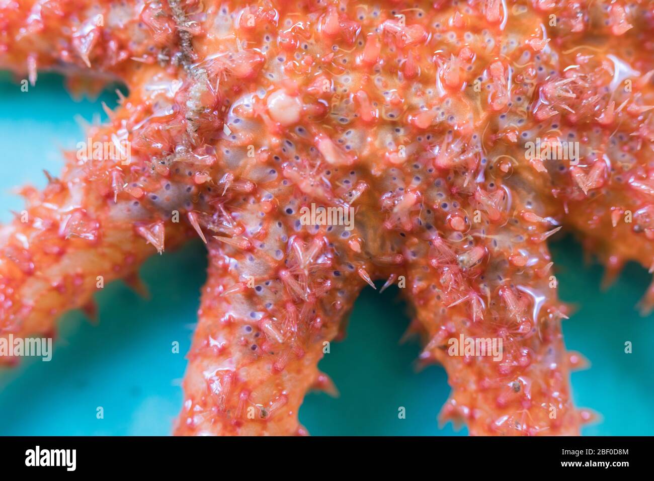 Lampone star, blomme star, Crossaster penicillatus, è commo lungo la costa sud-occidentale del Sud Africa; questo esemplare è stato raccolto dagli scienziati Foto Stock