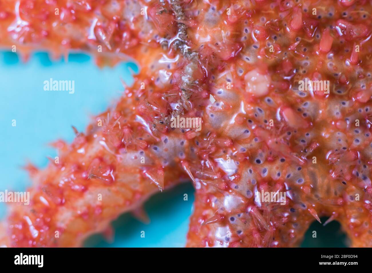 Lampone star, blomme star, Crossaster penicillatus, è commo lungo la costa sud-occidentale del Sud Africa; questo esemplare è stato raccolto dagli scienziati Foto Stock