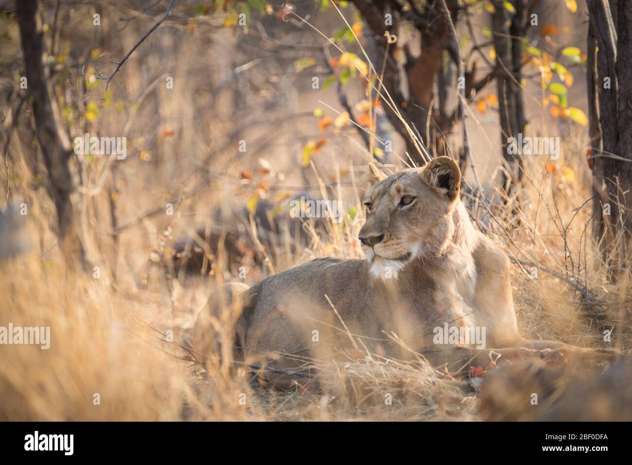 Hwange National Park, Matabeleland North, Zimbabwe è tra i migliori posti in Zimbabwe per cercare la fauna selvatica savana come leoni, Panthera leo. Foto Stock