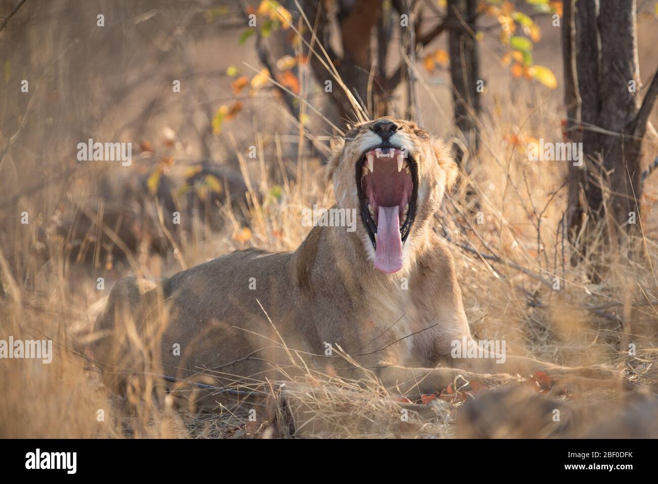 Hwange National Park, Matabeleland North, Zimbabwe è tra i migliori posti in Zimbabwe per cercare la fauna selvatica savana come leoni, Panthera leo. Foto Stock