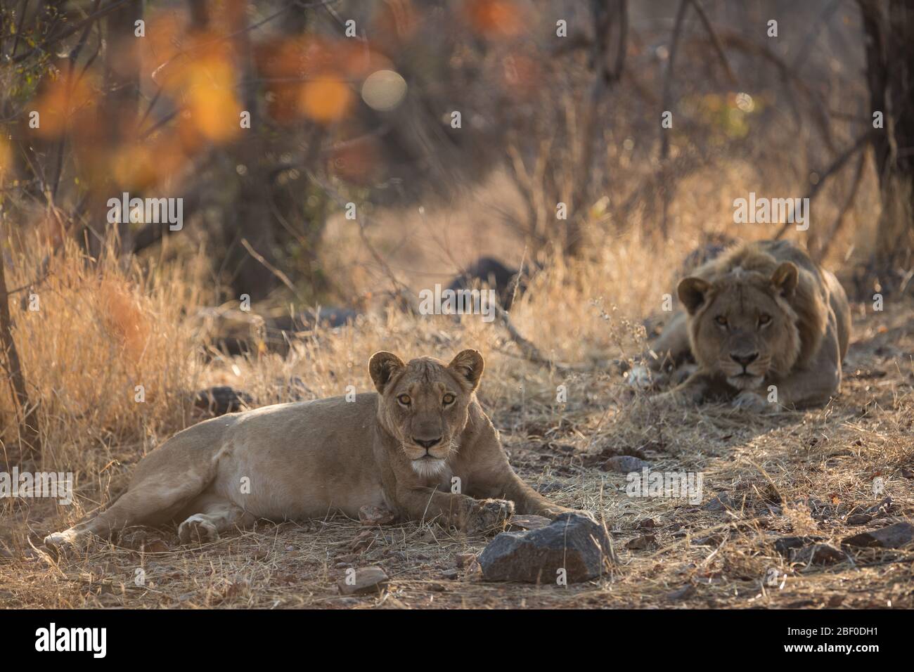 Hwange National Park, Matabeleland North, Zimbabwe è tra i migliori posti in Zimbabwe per cercare la fauna selvatica savana come leoni, Panthera leo. Foto Stock