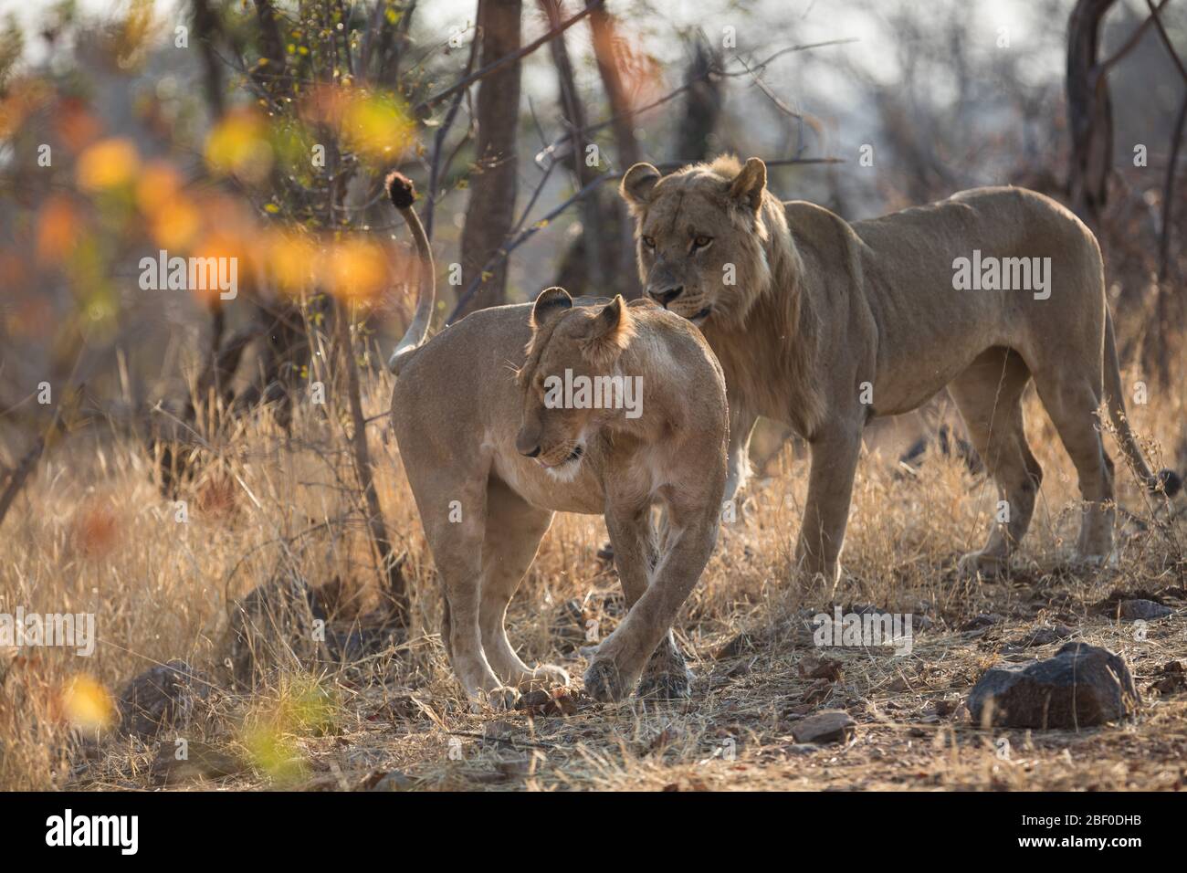 Hwange National Park, Matabeleland North, Zimbabwe è tra i migliori posti in Zimbabwe per cercare la fauna selvatica savana come leoni, Panthera leo. Foto Stock