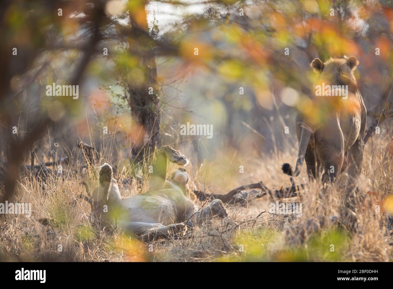 Hwange National Park, Matabeleland North, Zimbabwe è tra i migliori posti in Zimbabwe per cercare la fauna selvatica savana come leoni, Panthera leo. Foto Stock
