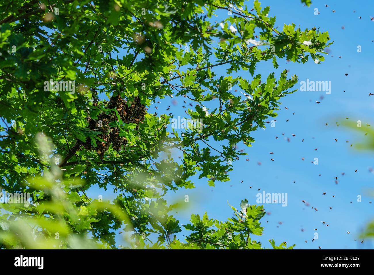 Api sciardanti. Formazione di nuove colonie di api raggruppate su un ramo di un albero di quercia in Germania. Apicoltura, migrazione delle api, disturbo da collassamento (CCD) Foto Stock