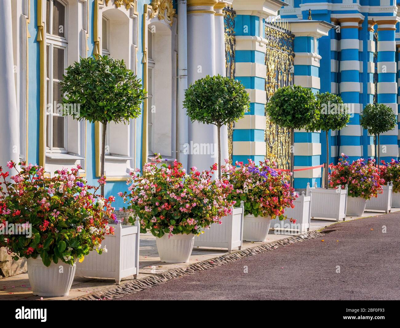 San Pietroburgo, Russia, estate 2019: Vasi con fiori e alberi decorativi vicino all'ala di servizio del Palazzo di Caterina a Tsarskoye Selo Foto Stock
