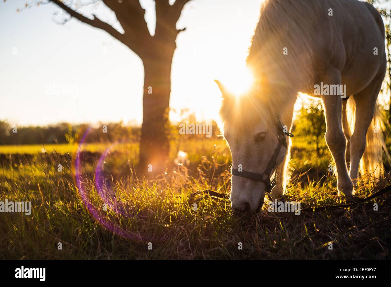 Il cavallo bianco grata l'erba su uno sfondo tramonto nel campo. Foto Stock