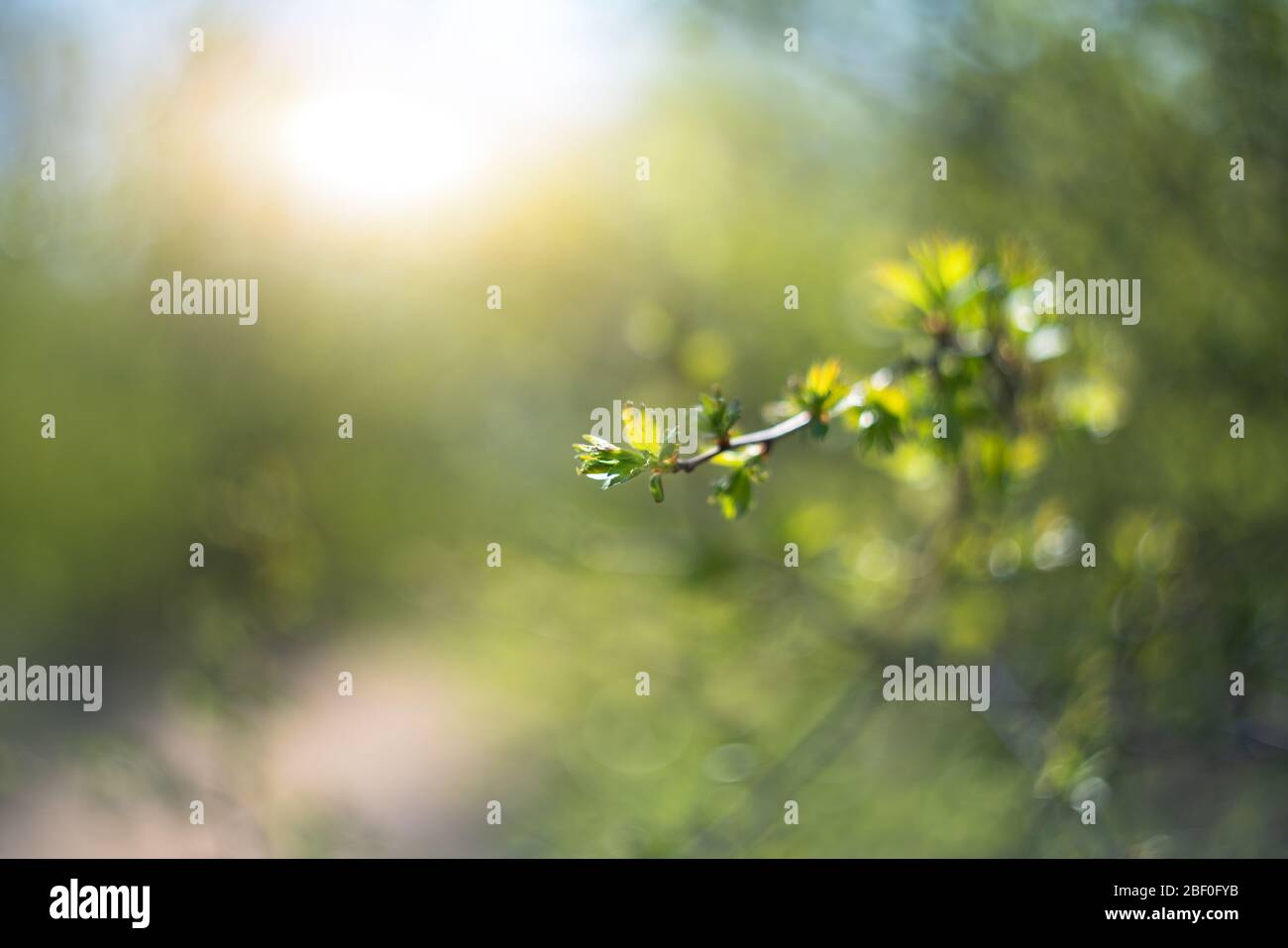 Rami di albero in luce del sole. Sfondo di primavera. Foto Stock