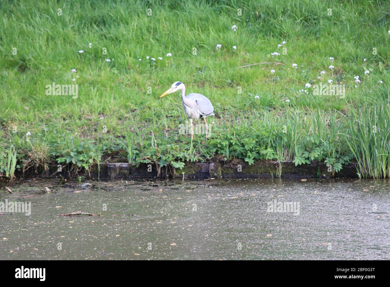 Airone grigio a Nijmegen. Paesi Bassi Foto Stock