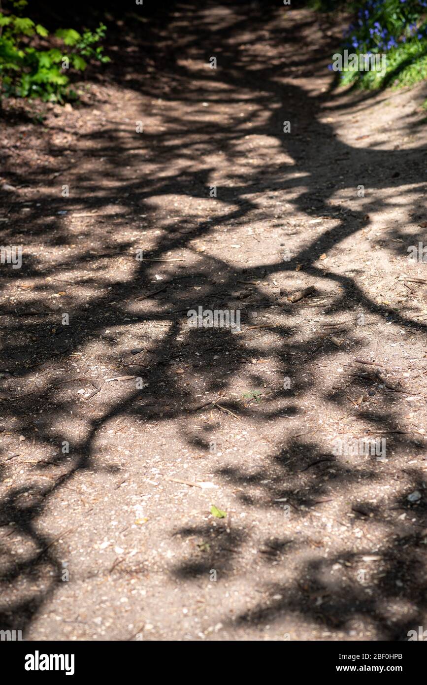 Ombra dell'albero lungo il percorso del bosco a Springtime. Essex, Regno Unito Foto Stock