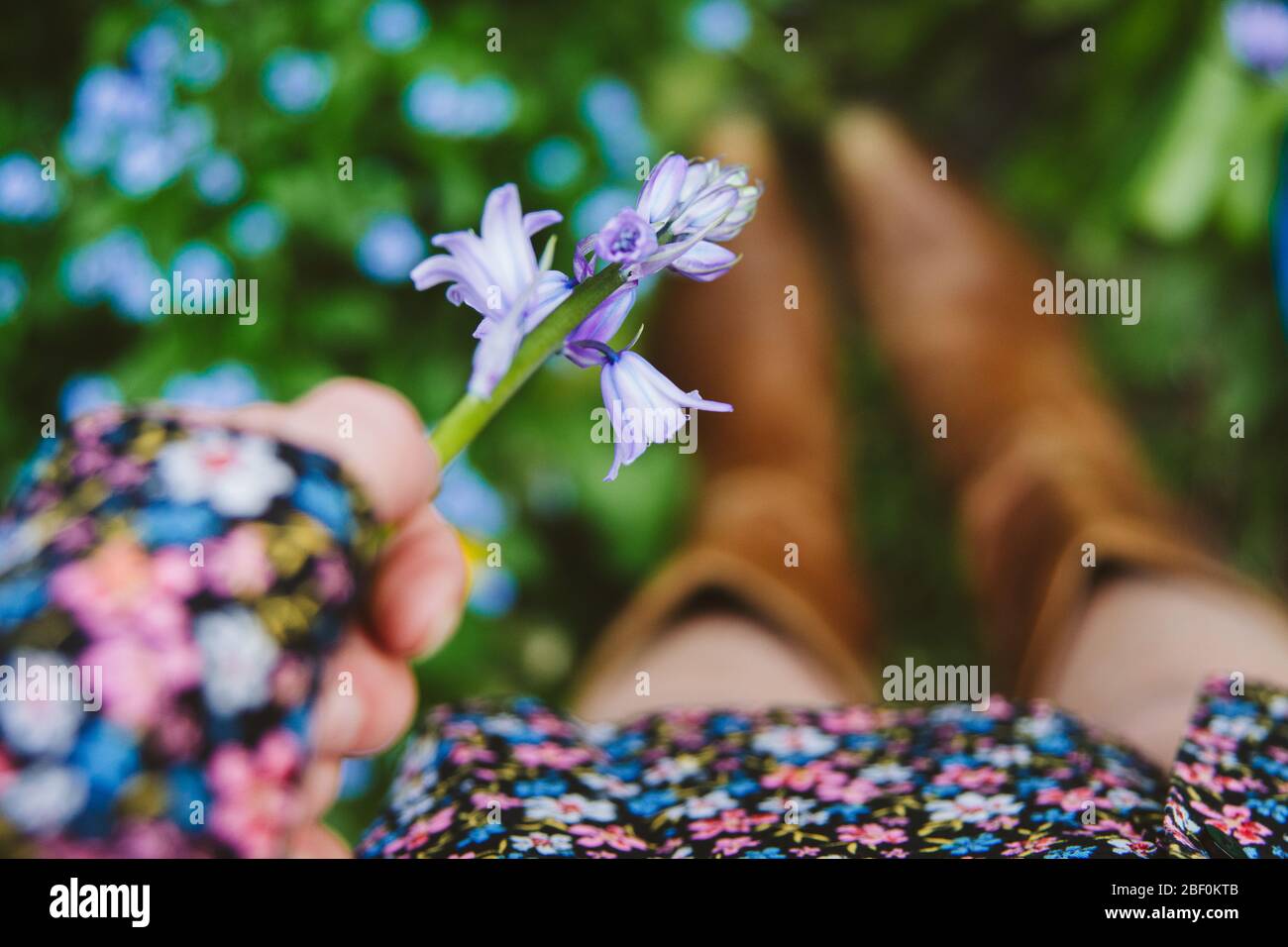 Una ragazza o una donna che scelgono un bluebell in un giorno di primavera, indossando un abito floreale e stivali cowboy. Mettere a fuoco sul Bluebell in mano. Dof poco profondo Foto Stock