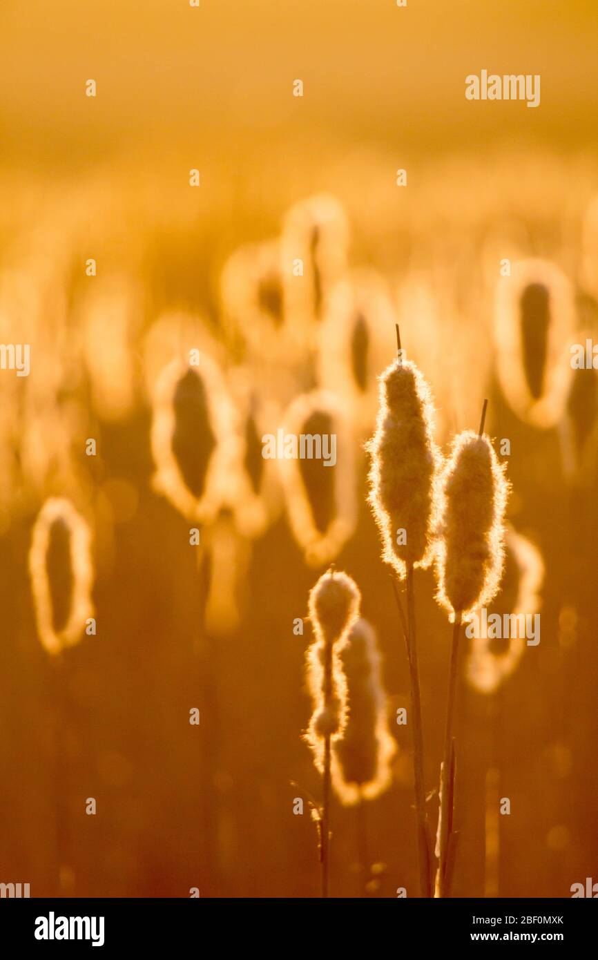 Canneti al tramonto, retroilluminati con luce dorata in una zona selvaggia di paludi messa da parte in una fattoria nel Northumberland Foto Stock