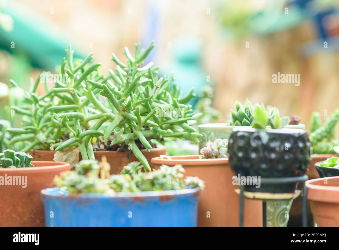 Gruppo di piante succulente in casa stand in un giardino soleggiato. Foto Stock