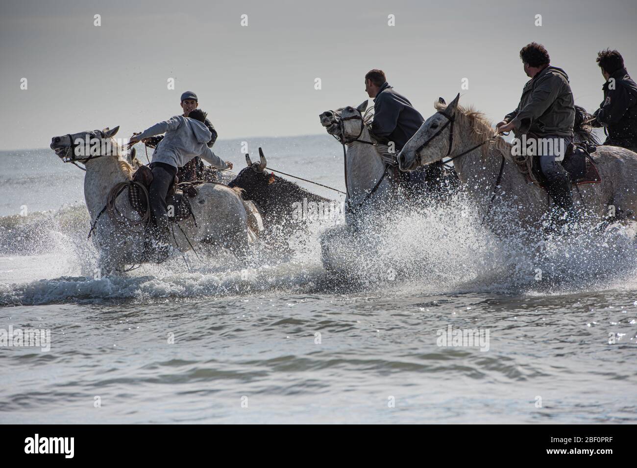 Cavalli Di Camargue Al Galoppo Sulla Spiaggia Immagini E Fotos Stock Alamy