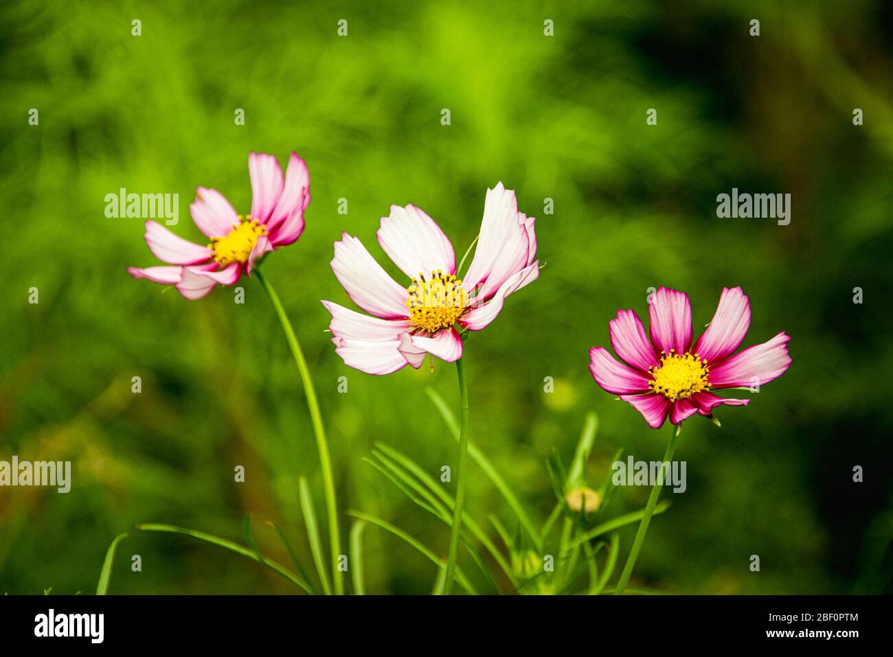 Primo piano su tre margherite rosa sfumate su sfondo verde brillante sfocato. Foto Stock