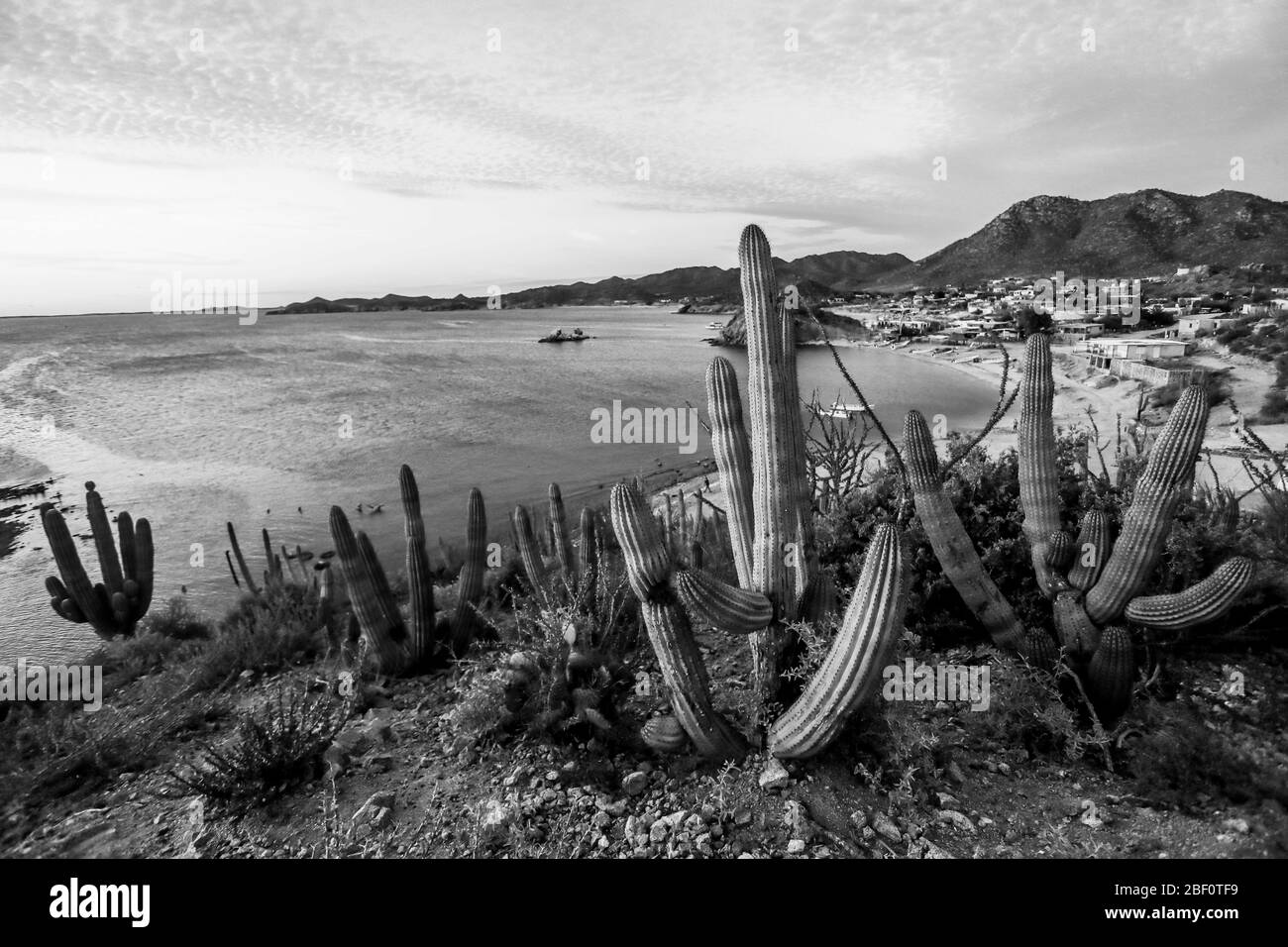 Saguaro, cactus sulla roccia di una collina sulla riva della spiaggia di El Choyudo, sonora Messico, Golfo della California, ecosistema. Golfo della California, parte dell'Oceano Pacifico. Sahuaro, cactus en la roca de un cerro a la orilla de la playa el Choyudo, sonora México, golfo de California, ecosististema. Mar del golfo de California como parte del Océano Pacífico.. (Foto: LuisGutierrez/ NortePhoto.com). Foto Stock