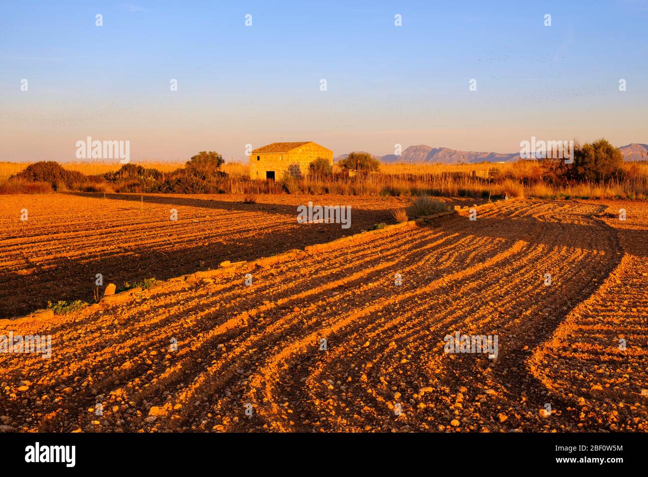 Campo alla luce della sera, vicino Muro, regione es Pla, Maiorca, Isole Baleari, Spagna Foto Stock