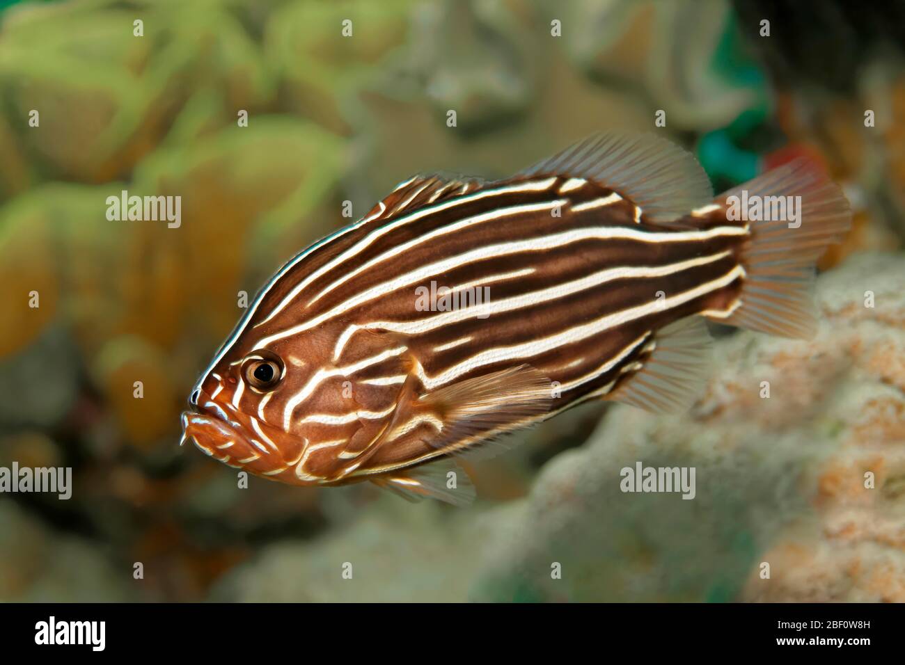 Pesce di mare a sei foderati (Grammistes sexlineatus), Mar Rosso, Giordania Foto Stock