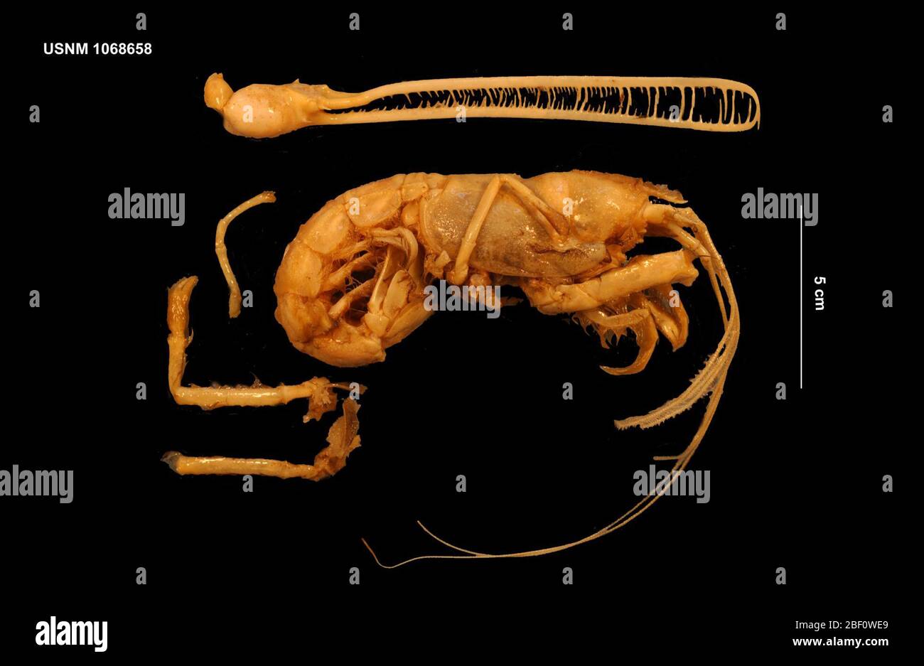 Thaumastocheles zaleuco. 17 set 2018S42-Trawl1 Foto Stock