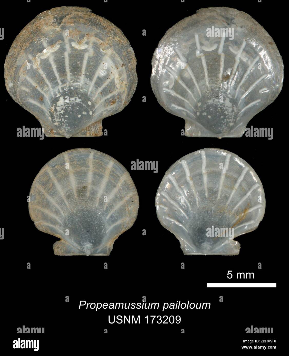 Propeamussium pailoloum. 20 Jan 201638661 Foto Stock