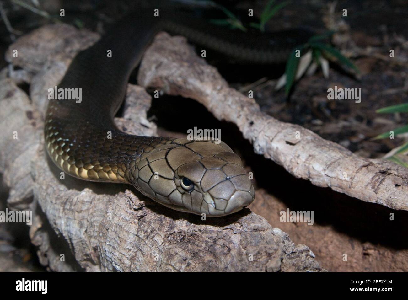 Re Cobra. Specie: hannah,genere: Ophiophagus,Famiglia: Elapidae,Ordine: SQUAMATA,Classe: Reptilia,Phylum: Chordata,Regno: Animalia,Rettile,Snake Foto Stock