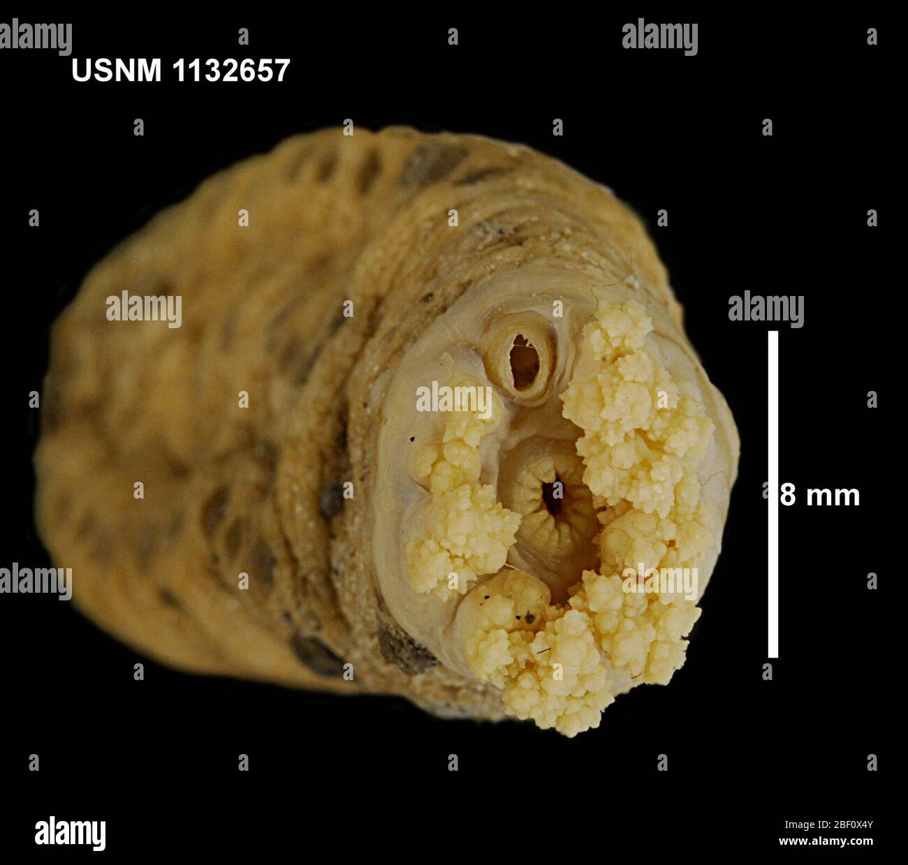 Psolus charcoti. 9 ottobre 201421-131 Foto Stock