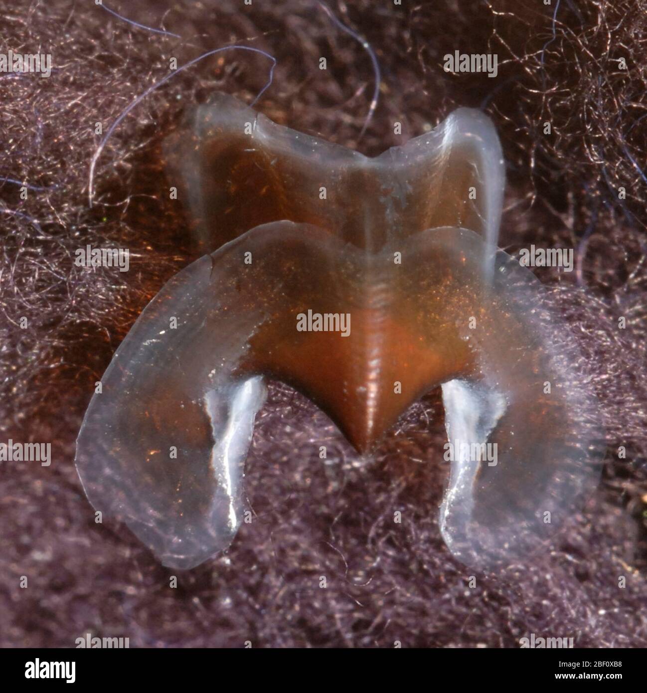 Narrowteuthis nesisi. Becco immagine Nota: Narrowteuthis nesisi, ologype, NMNH 730704, maschio, 100 mm ML, 27 18 N, 19 44 W, vicino alle Isole Canarie UB: URL - 2.05 mm; 1.64 mm a LW al rostro; BS - 2.71 mm LB: LRL - 1.64 mm3 Sep 2014510-711 Foto Stock