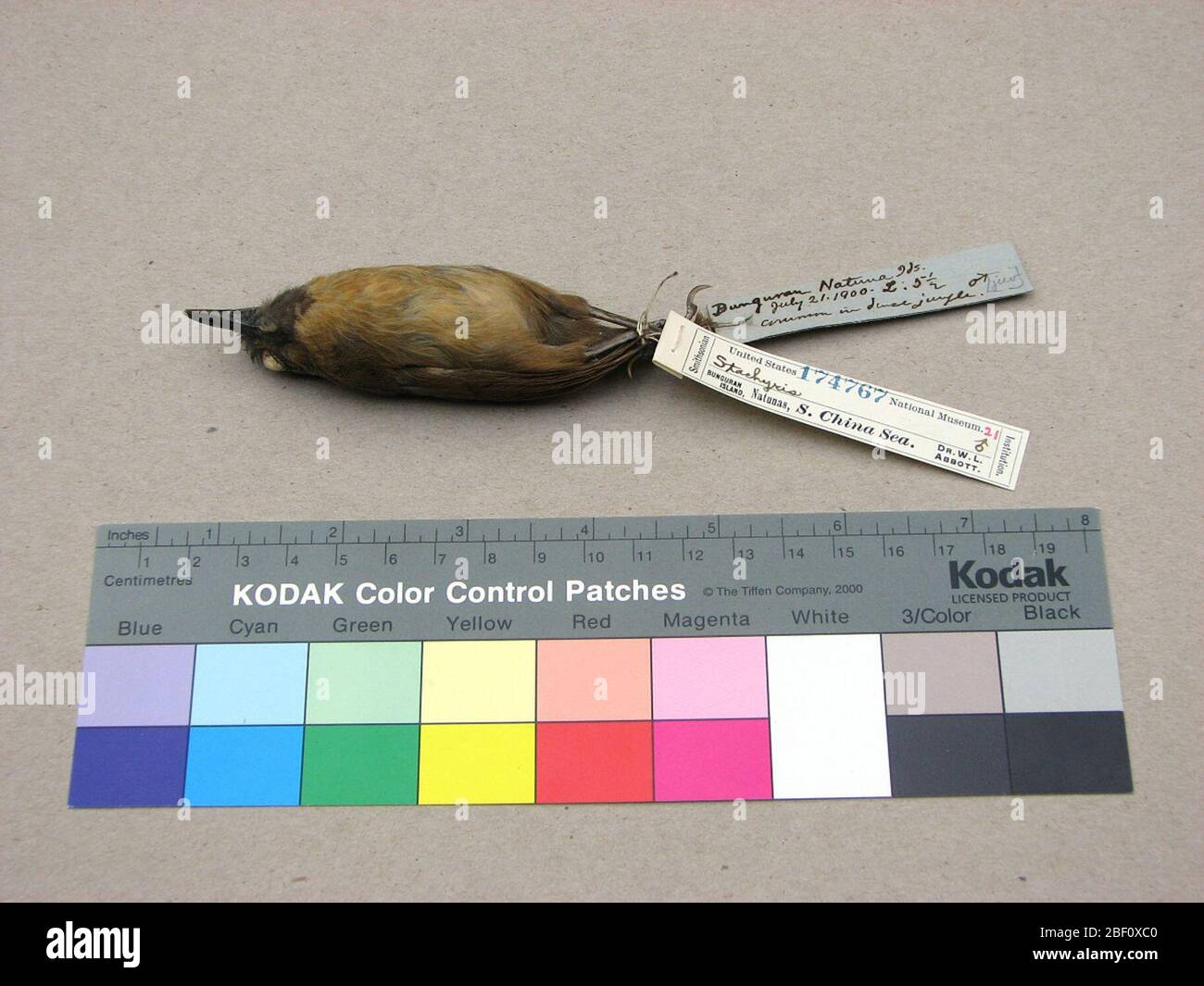 Stachyris nigriceps natunensis. 15 ago 20141 Foto Stock Stachyris nigriceps natunensis. 15 ago 20141 Foto Stock