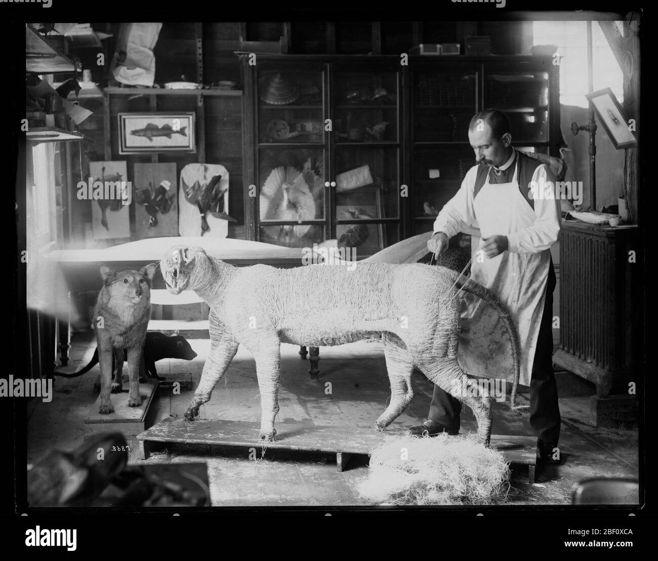 William T Hornaday nel Model and Taxidermy Shop. Nota anche come 3687 e NHB-3687. Vedere anche unità di registrazione 95, casella 13, cartella 39 e unità di registrazione 95, casella 28, Cartella 31-A.Taxidermist William Temple Hornaday lavora su un modello di tigre nel modello e taxidermy negozio nel livello inferiore del casato temporaneo nel South Yard dietro il Smit Foto Stock